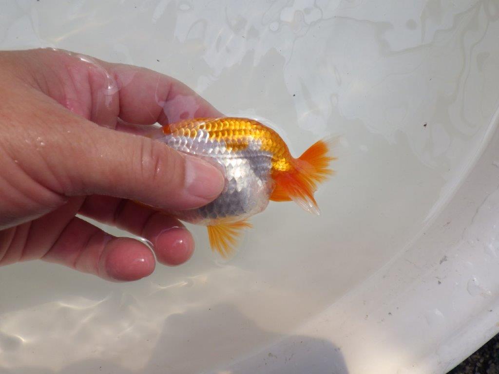 【全国大会東大関獲得ブリーダー 】成長次第で楽しめる当歳らんちゅう約11㎝