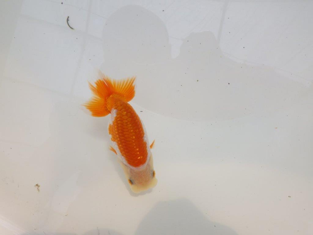 【全国大会東大関獲得ブリーダー 】成長次第で楽しめる当歳らんちゅう約11㎝