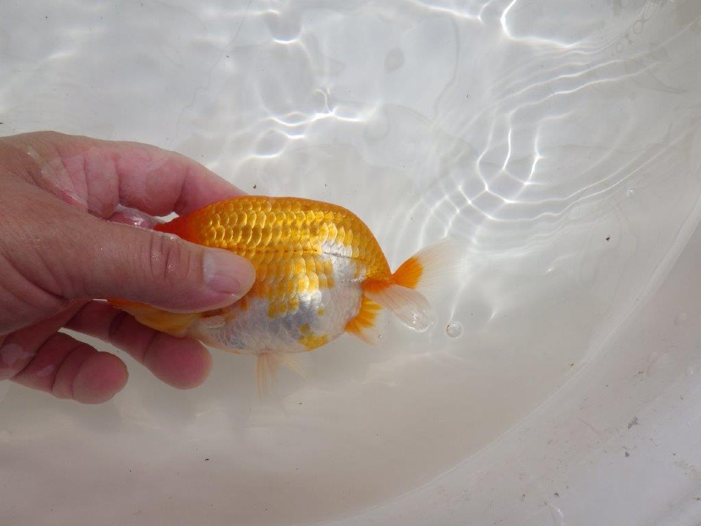 【全国大会東大関獲得ブリーダー 】ご鑑賞お勧め当歳らんちゅう約13㎝