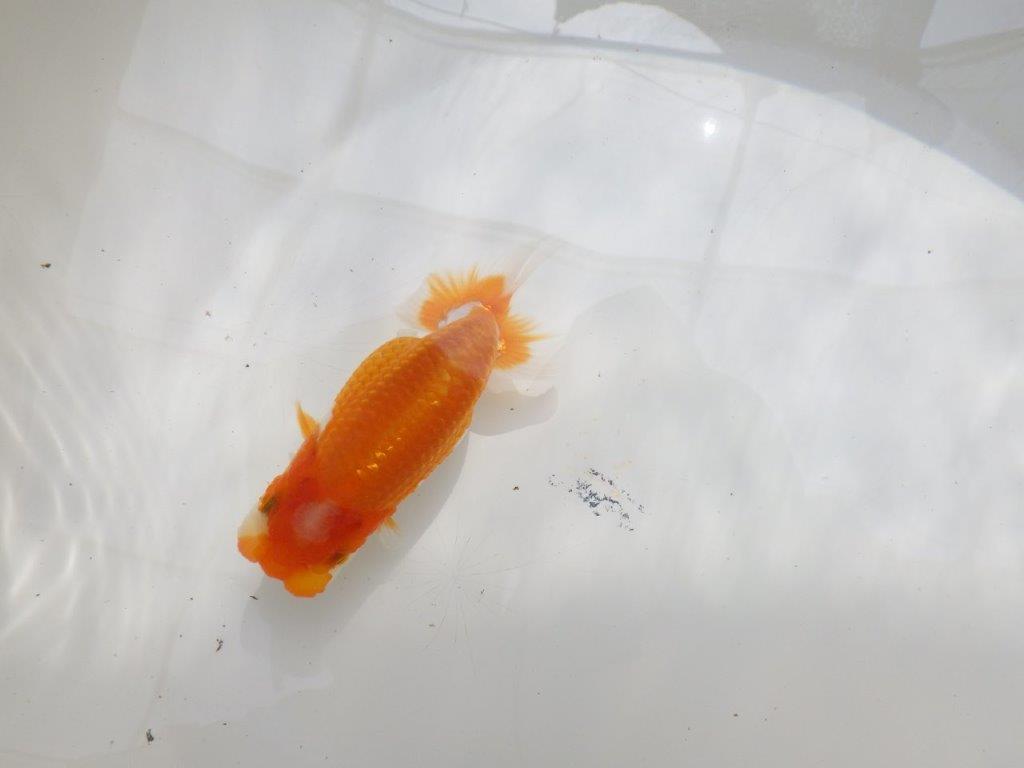 【全国大会東大関獲得ブリーダー 】丸みのあるタイプで可愛い当歳らんちゅう約10,5㎝の上身