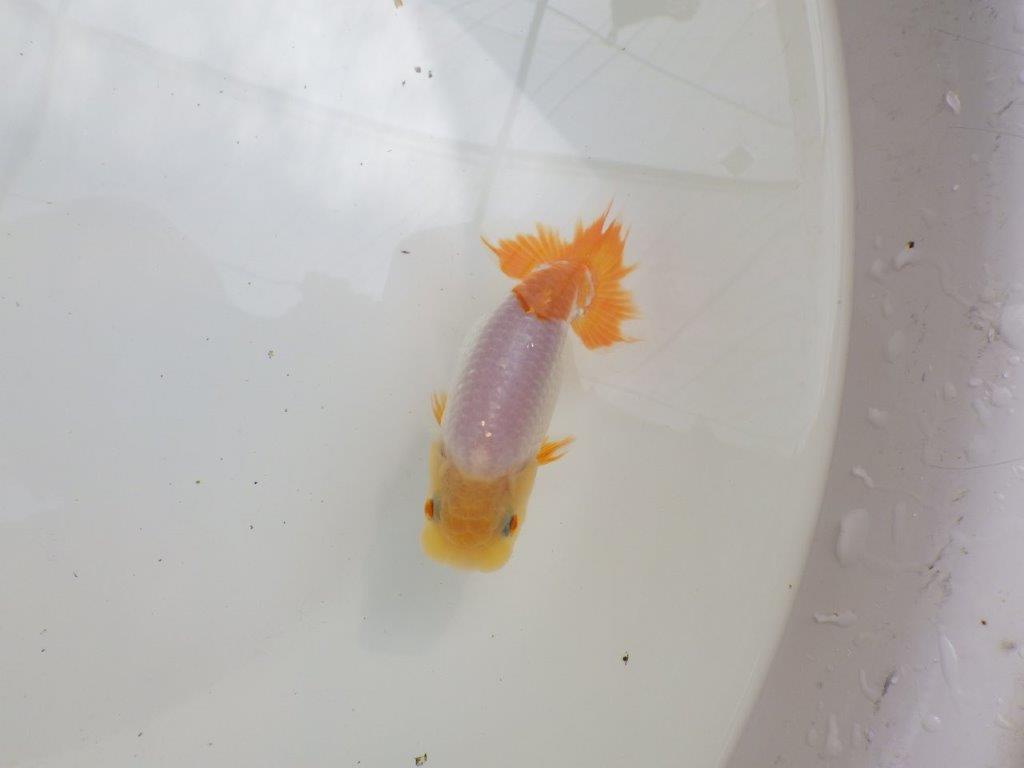 【全国大会東大関獲得ブリーダー 】派手な更紗!飼い込みお勧め当歳らんちゅう約10,5㎝
