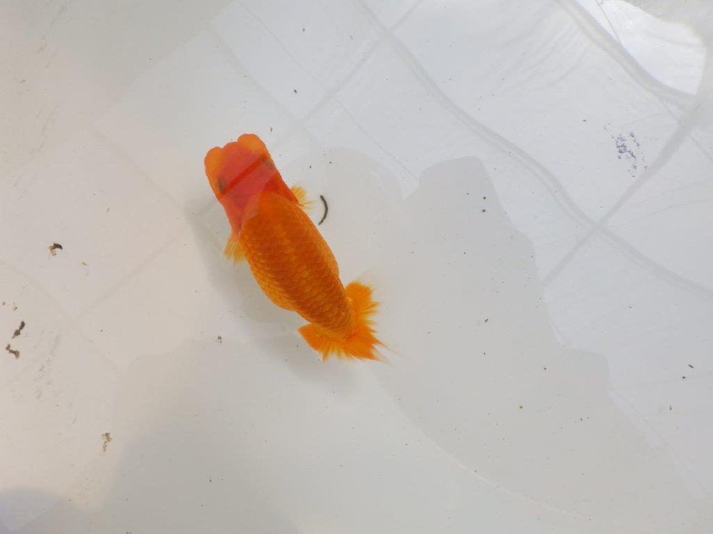 【全国大会東大関獲得ブリーダー 】品評大会向け飼育!お勧め当歳らんちゅう約12㎝