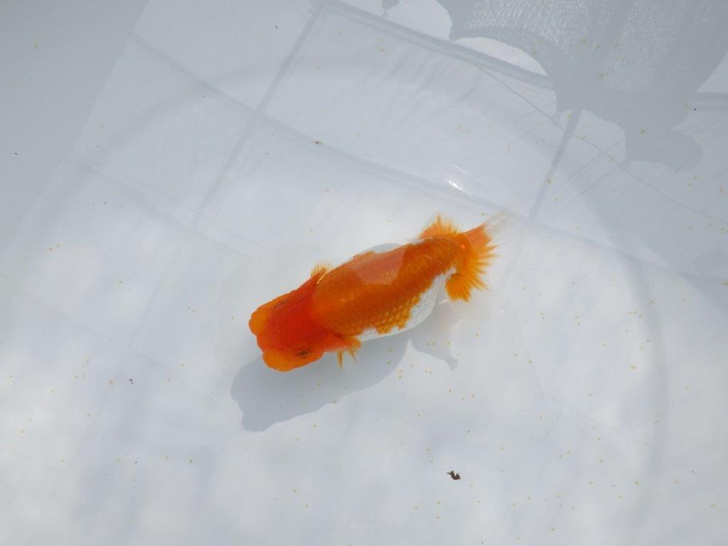 【全国大会東大関獲得ブリーダー 】見どころのある当歳らんちゅう約12,5㎝