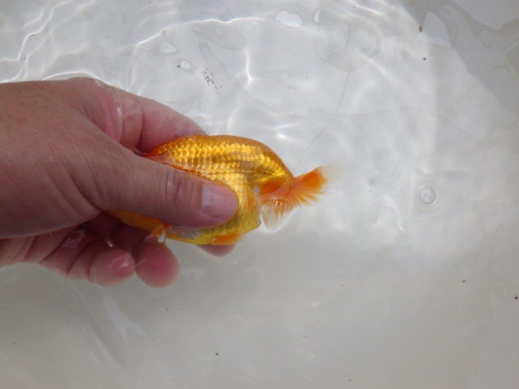 【全国大会東大関獲得ブリーダー 】上物！お勧め当歳らんちゅう約12㎝