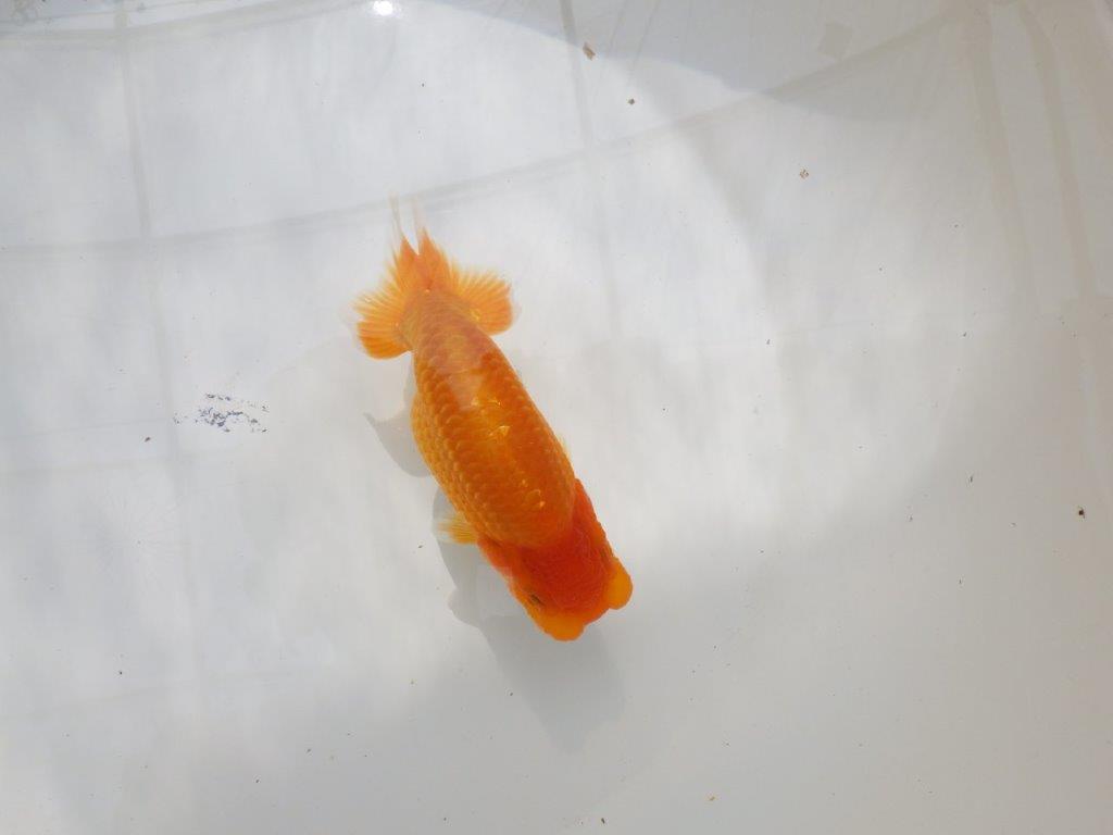 【全国大会東大関獲得ブリーダー 】上物！お勧め当歳らんちゅう約12㎝の上身