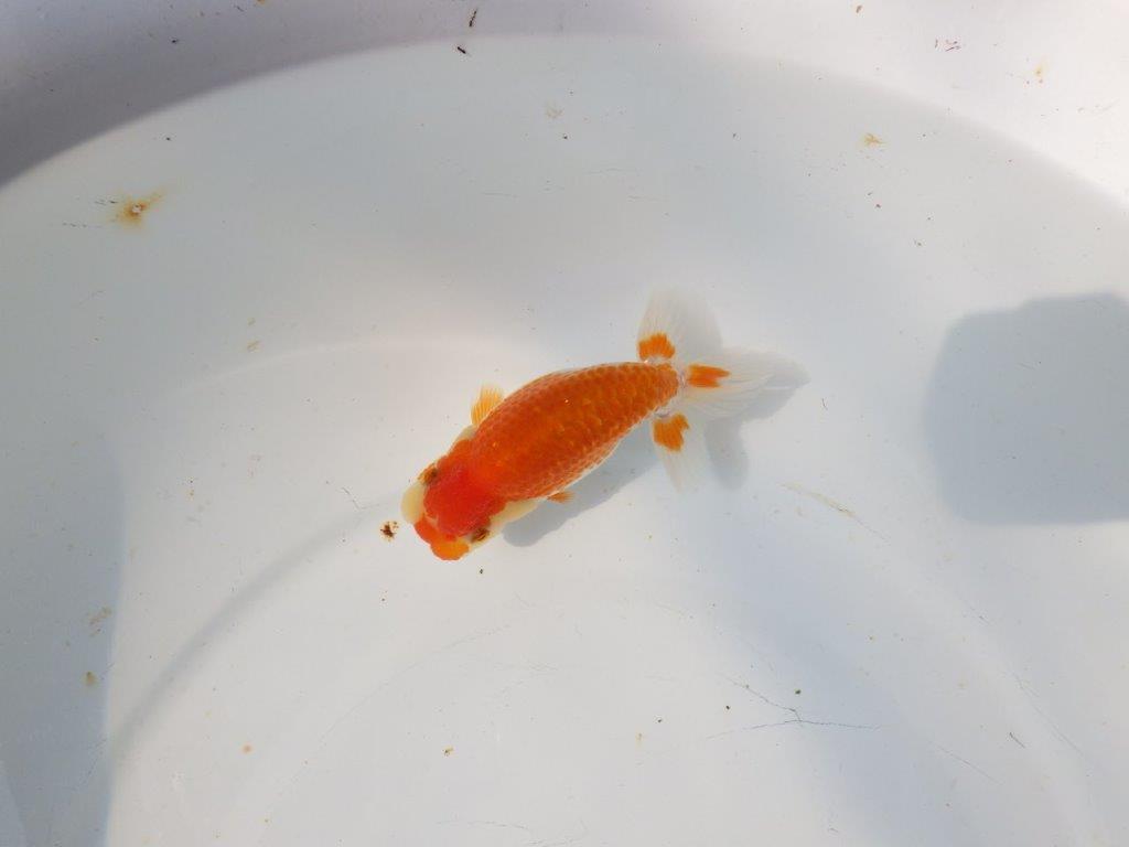 【日らん優等賞獲得ブリーダー】ご鑑賞お勧め!当歳らんちゅう約11,5㎝