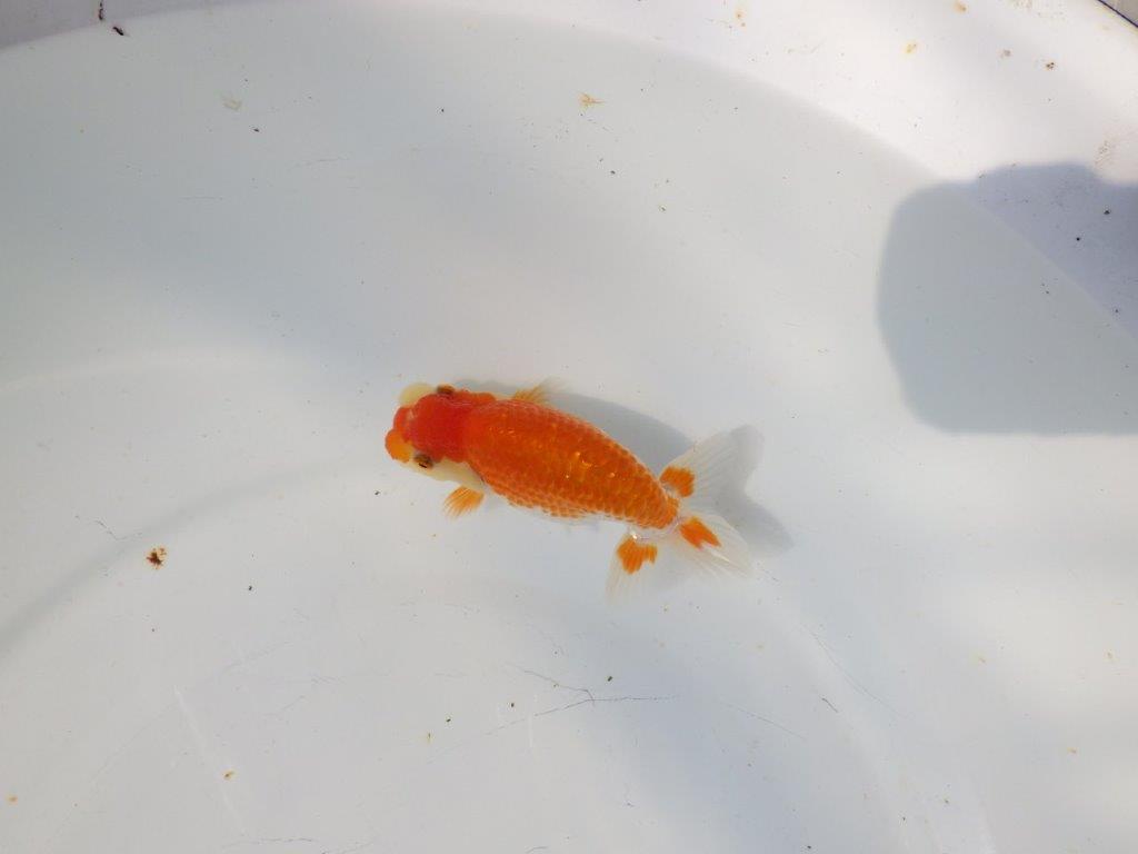 【日らん優等賞獲得ブリーダー】ご鑑賞お勧め!当歳らんちゅう約11,5㎝