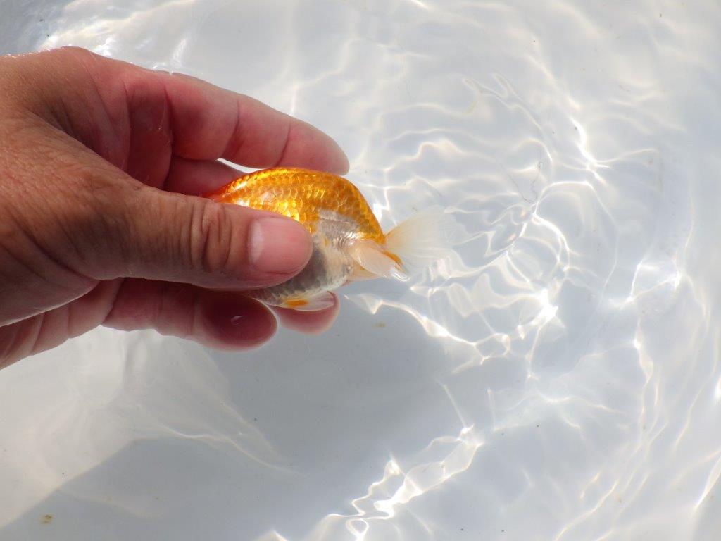 【日らん優等賞獲得ブリーダー】尾型が非常に良い!当歳らんちゅう約10㎝