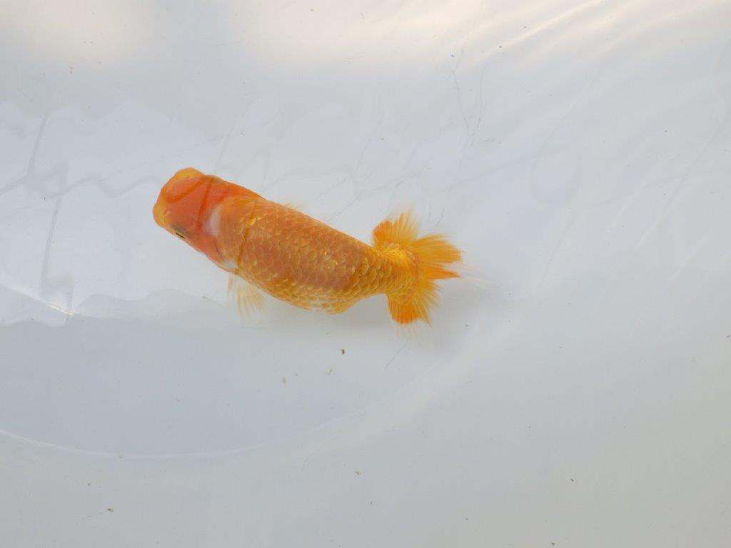 【逸品当歳らんちゅう】前がかりの効いた尾が魅力のらんちゅう　約10.5ｃｍ前後