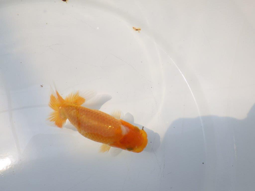 【逸品当歳らんちゅう】前がかりの効いた尾が魅力のらんちゅう　約10.5ｃｍ前後