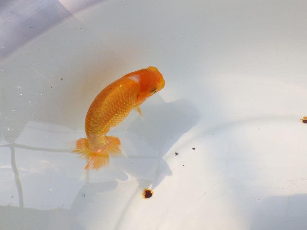 【逸品当歳らんちゅう】前がかりの効いた尾が魅力のらんちゅう　約10.5ｃｍ前後