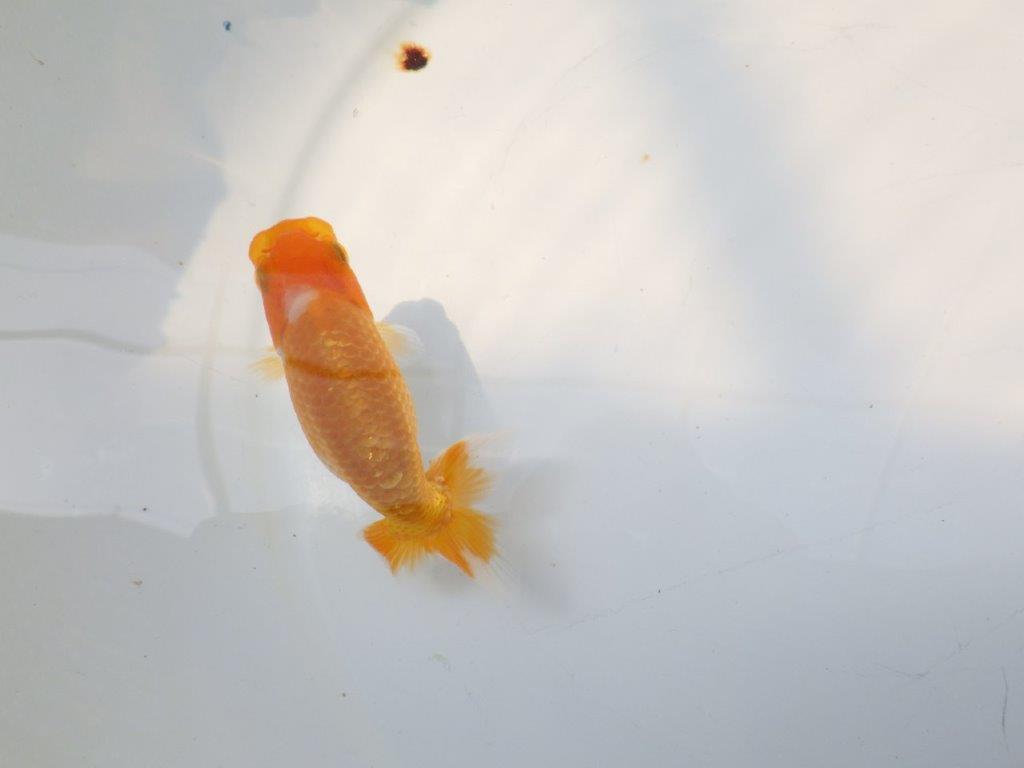 【逸品当歳らんちゅう】前がかりの効いた尾が魅力のらんちゅう　約10.5ｃｍ前後