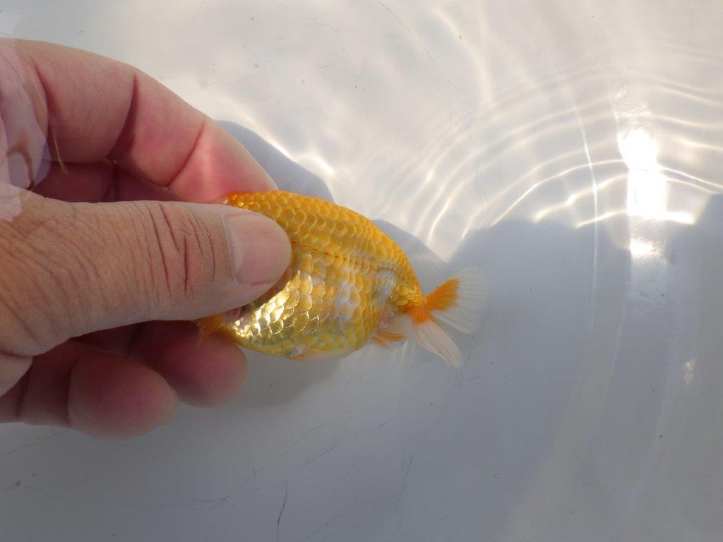 【逸品当歳らんちゅう】前がかりの効いた尾が魅力のらんちゅう　約10.5ｃｍ前後