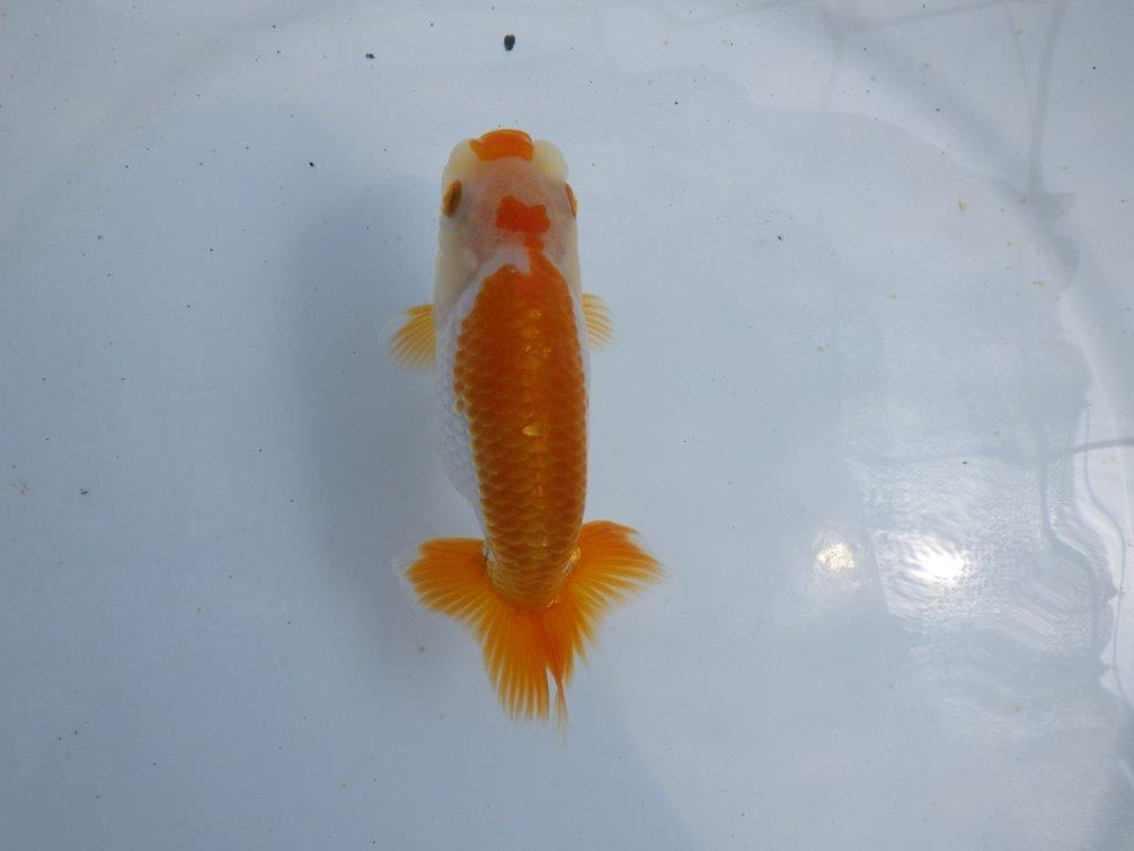 大会・入賞魚らんちゅうの販売 / らんちゅうの販売・通販 三共組