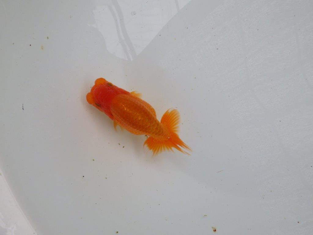 【愛知　清田良也氏】 こちらも玄人好みの良い魚！当歳らんちゅう  約11㎝の上身