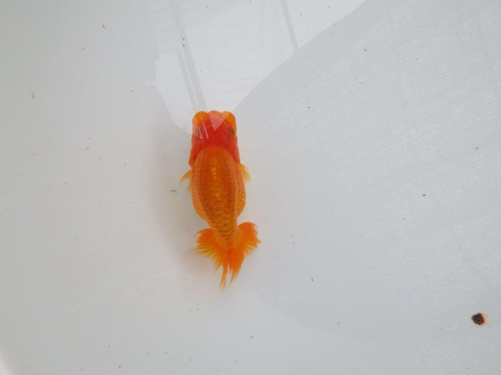 【愛知 清田良也氏】 こちらも玄人好みの良い魚!当歳らんちゅう 約11㎝