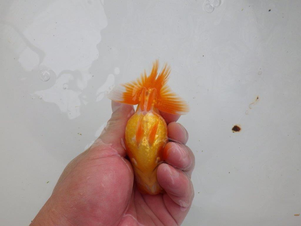 【愛知 清田良也氏】 こちらも玄人好みの良い魚!当歳らんちゅう 約11㎝