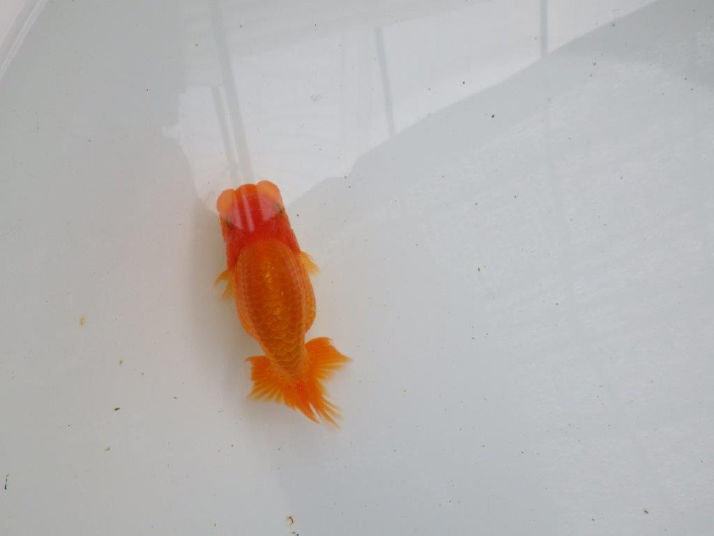 【愛知 清田良也氏】 こちらも玄人好みの良い魚!当歳らんちゅう 約11㎝