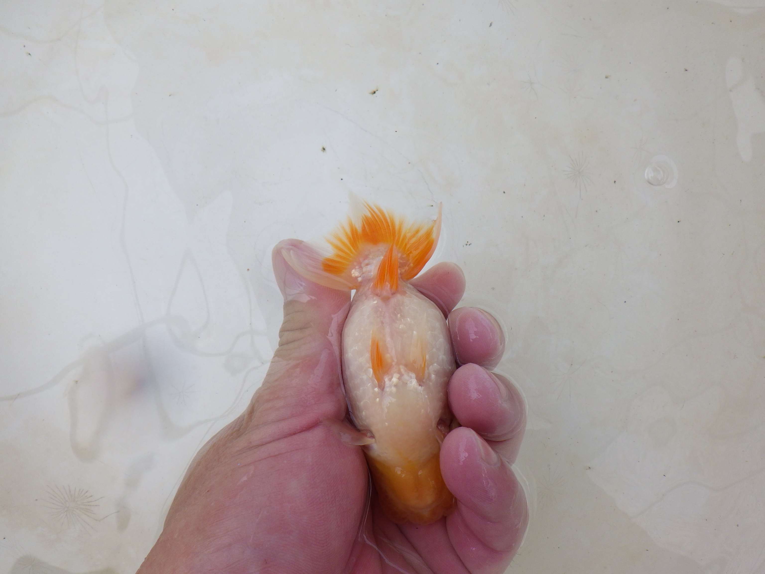 【岐阜フンタンブリーダー】太くたくましい胴つくり！！約11,5㎝