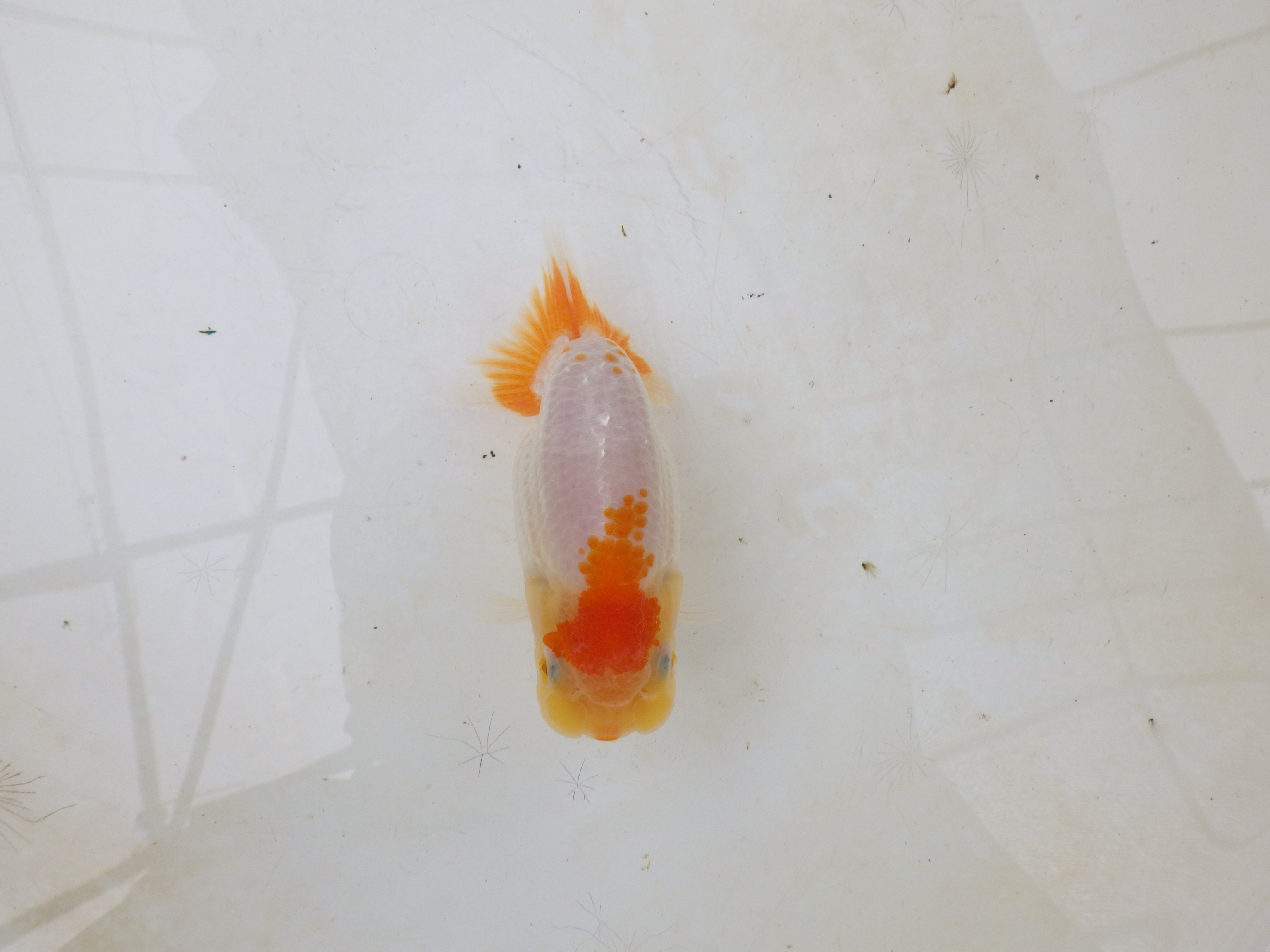 【岐阜フンタンブリーダー】太くたくましい胴つくり！！約11,5㎝