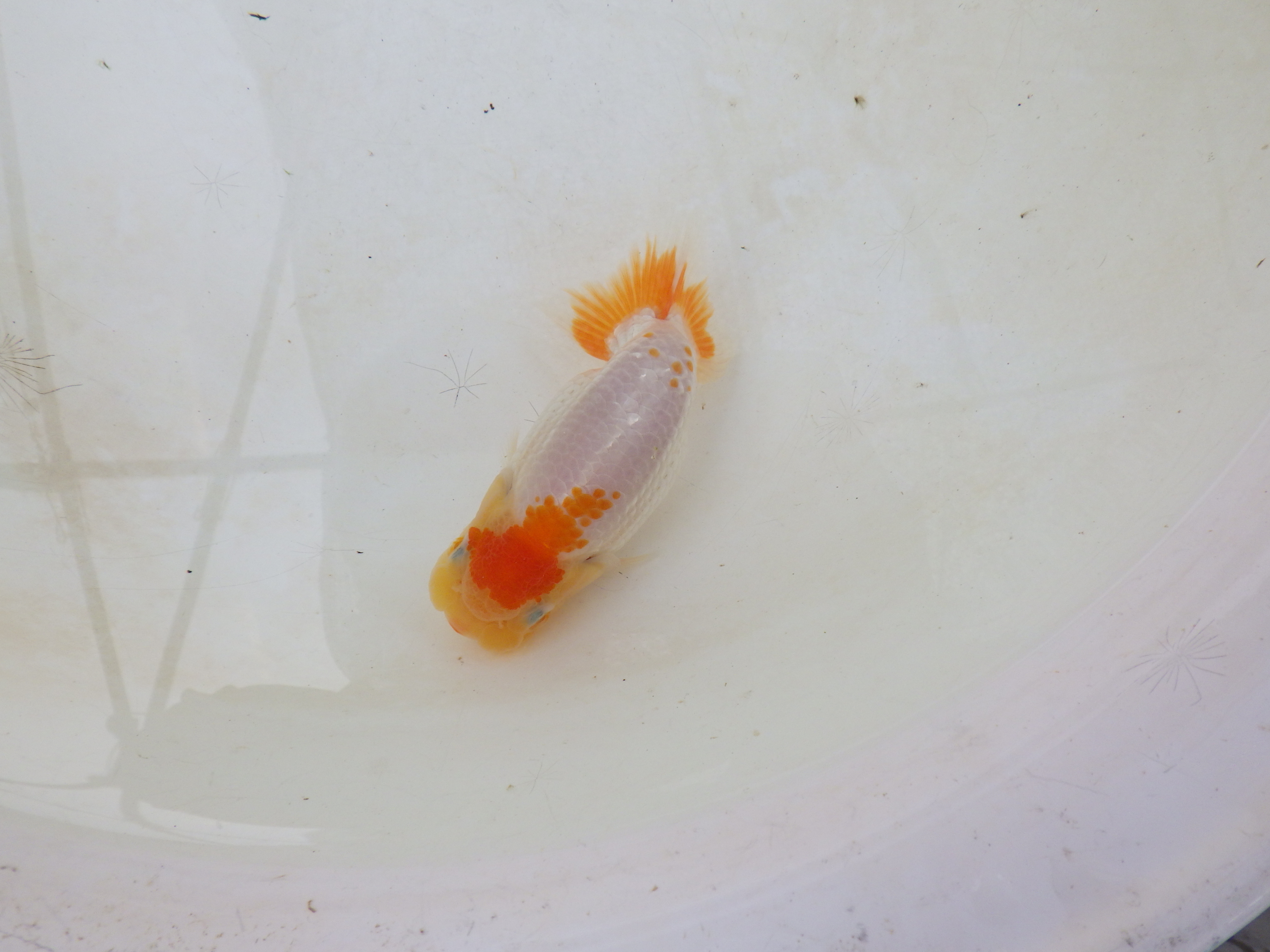 【岐阜フンタンブリーダー】太くたくましい胴つくり！！約11,5㎝