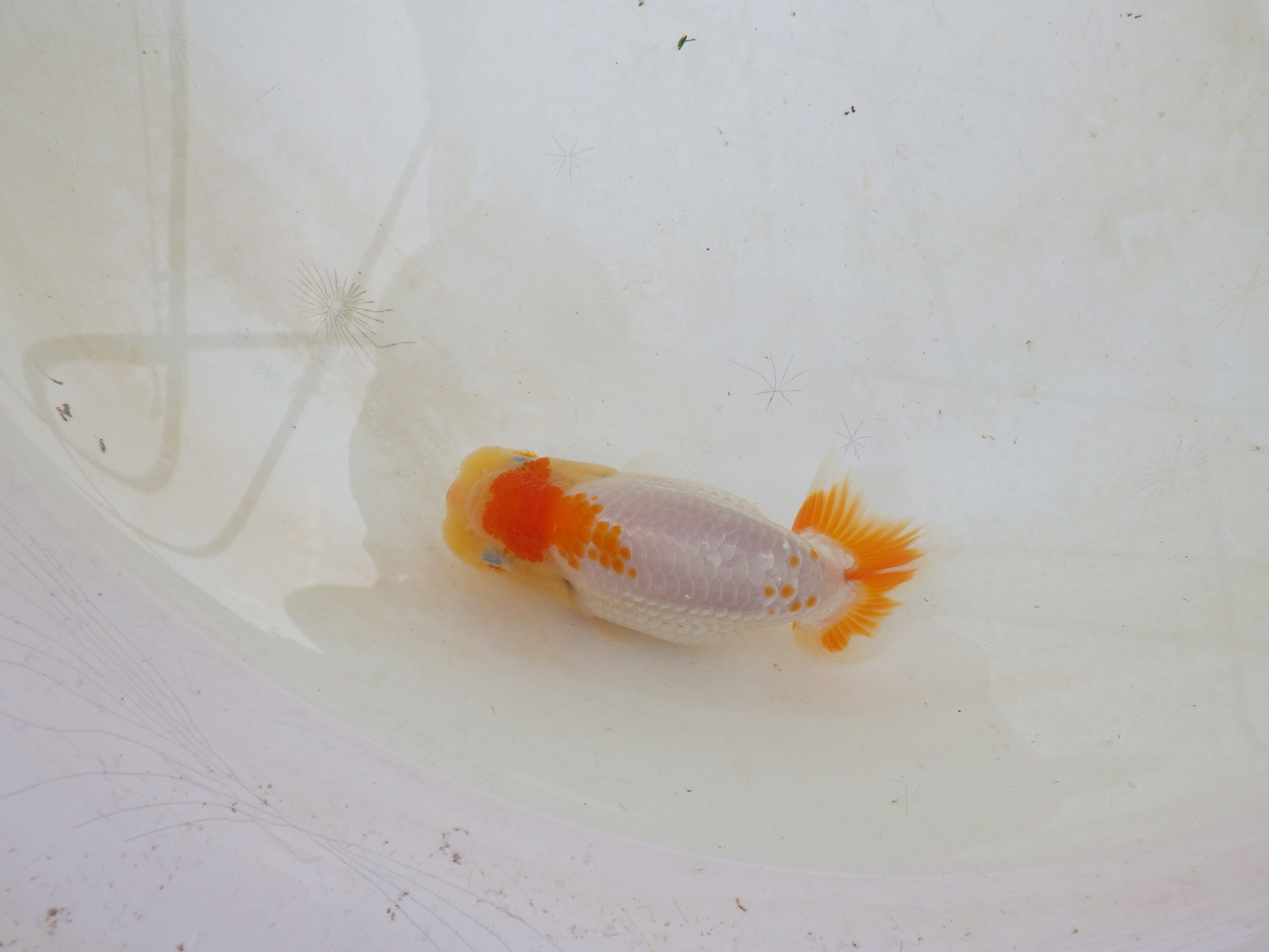 【岐阜フンタンブリーダー】太くたくましい胴つくり！！約11,5㎝