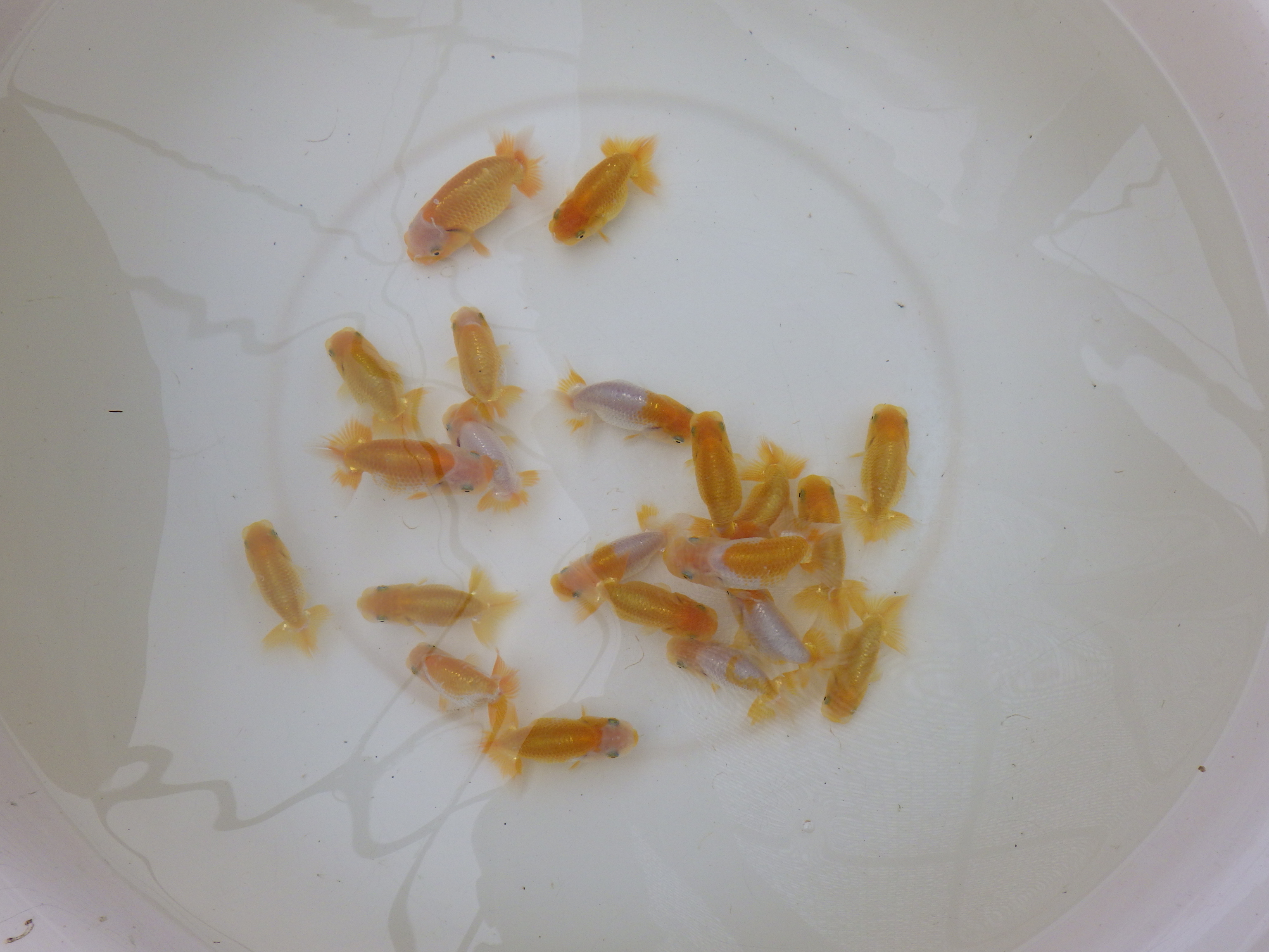 【岐阜フンタンブリーダー】入荷の中から一番良い魚　小サイズ５尾セット約７㎝～限定１
