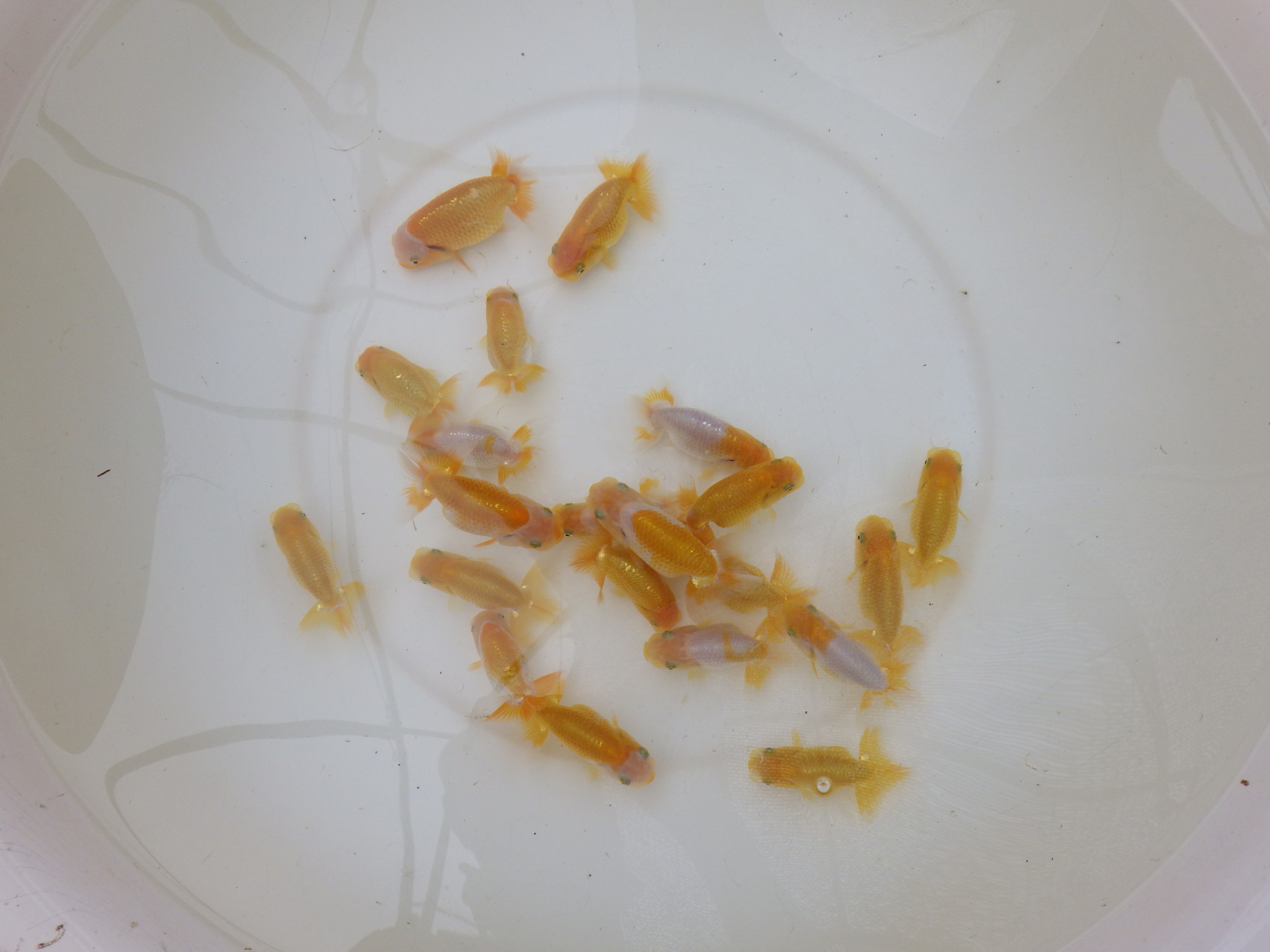 【岐阜フンタンブリーダー】入荷の中から一番良い魚　大サイズ３尾セット約７㎝～限定１