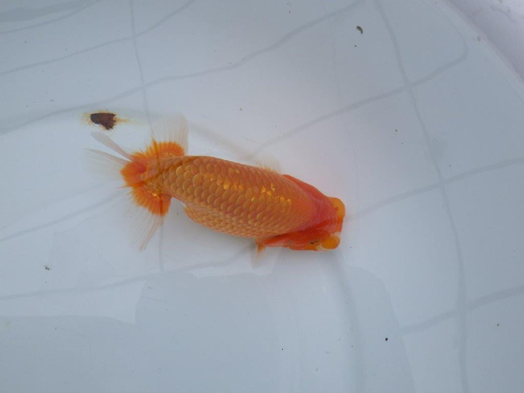 【愛知M 様】二歳魚並みの迫力ある姿が楽しめる当歳らんちゅう  約14,5㎝性別不明