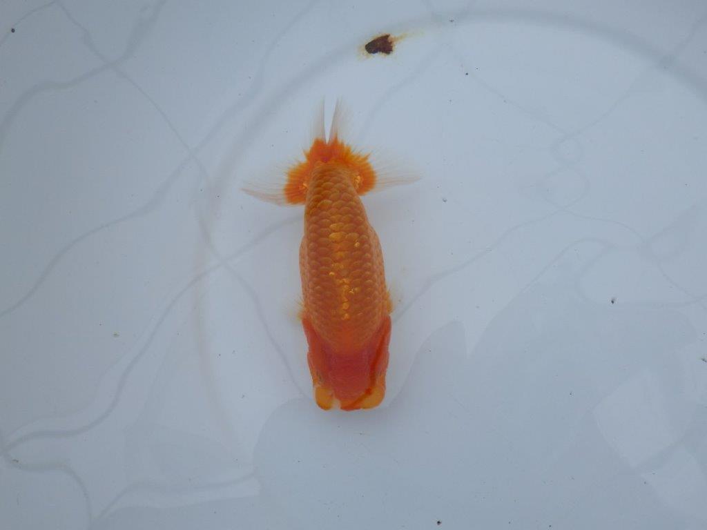 【愛知M 様】二歳魚並みの迫力ある姿が楽しめる当歳らんちゅう  約14,5㎝性別不明