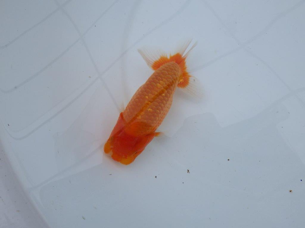 【愛知M 様】二歳魚並みの迫力ある姿が楽しめる当歳らんちゅう  約14,5㎝性別不明の上身