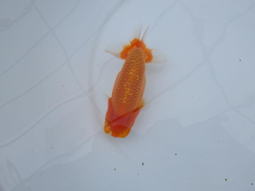 【愛知M 様】二歳魚並みの迫力ある姿が楽しめる当歳らんちゅう  約14,5㎝性別不明