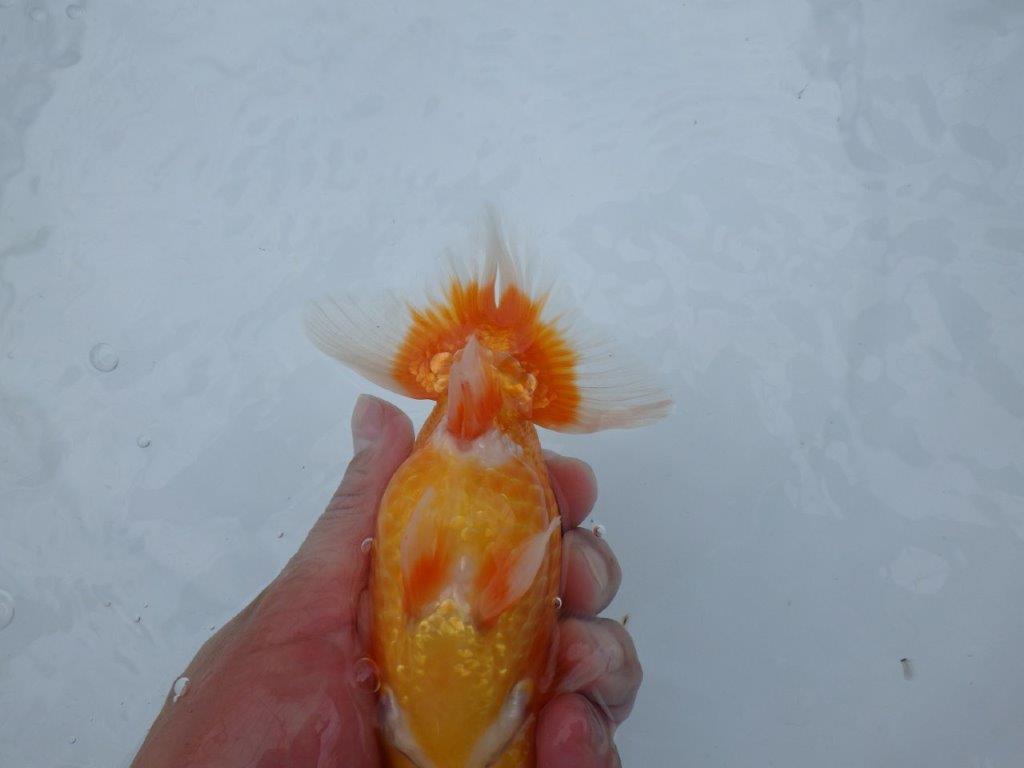 【愛知M 様】二歳魚並みの迫力ある姿が楽しめる当歳らんちゅう  約14,5㎝性別不明