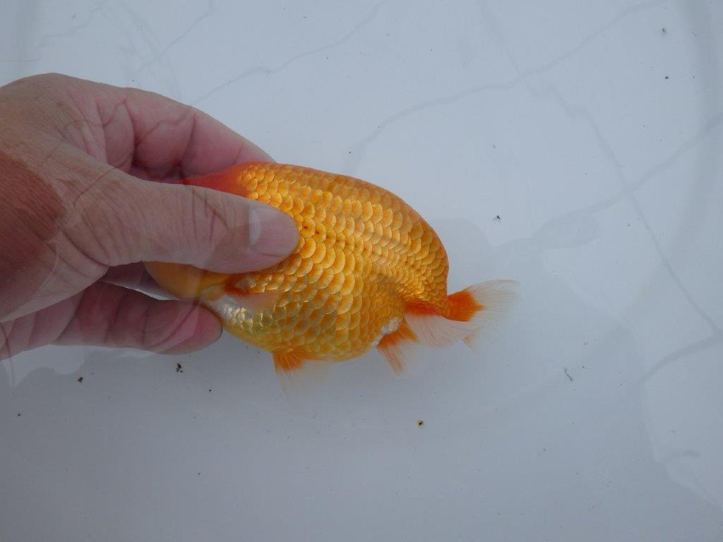 【愛知M 様】二歳魚並みの迫力ある姿が楽しめる当歳らんちゅう  約14,5㎝性別不明