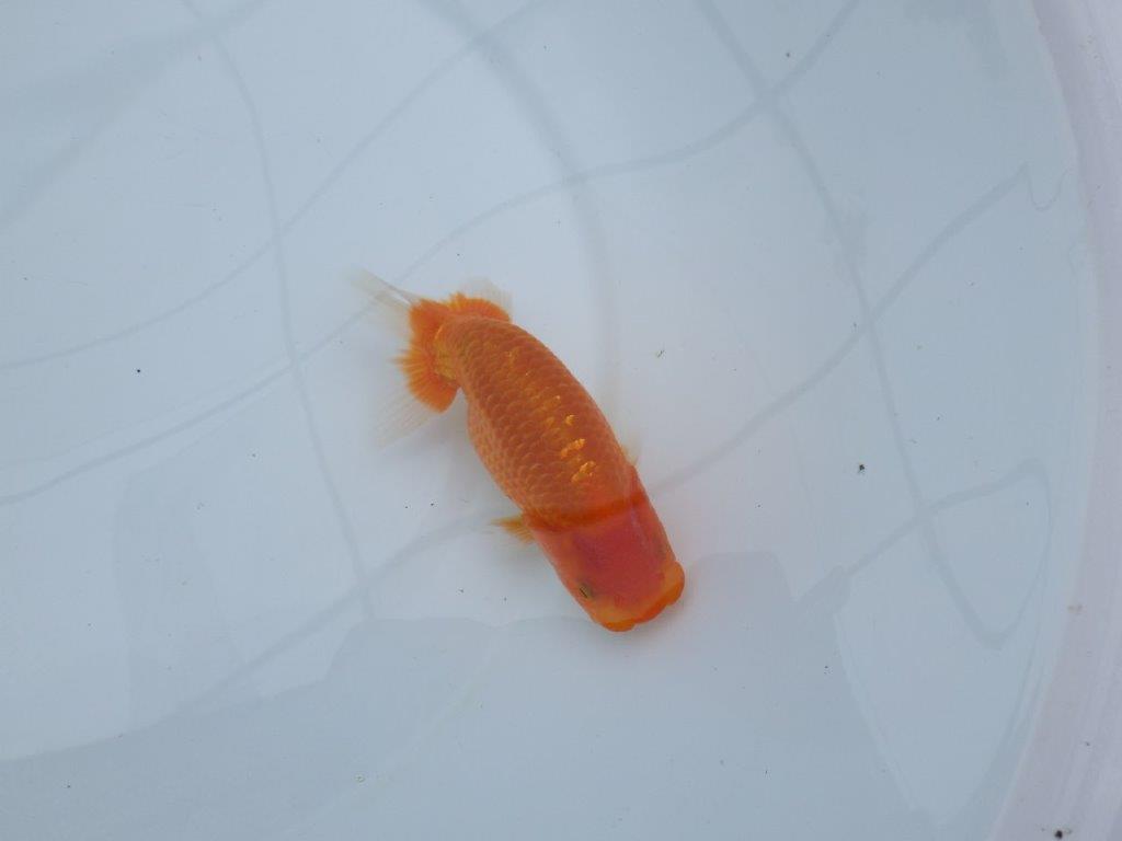 【愛知M 様】すんなりした魚で成長が楽しみな当 歳らんちゅう 約13,5㎝性別不明