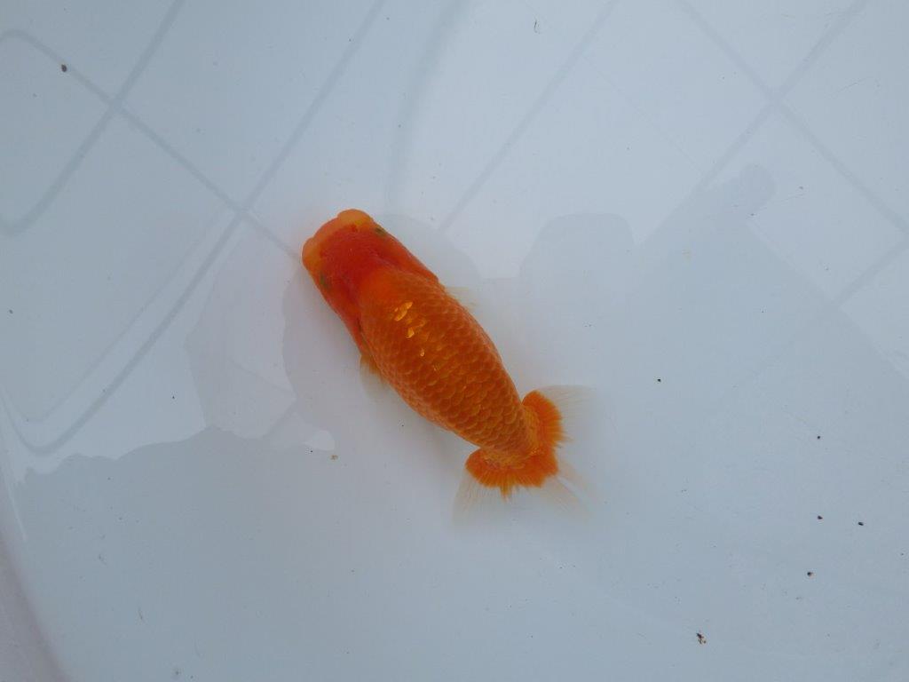 【愛知M 様】すんなりした魚で成長が楽しみな当 歳らんちゅう 約13,5㎝性別不明