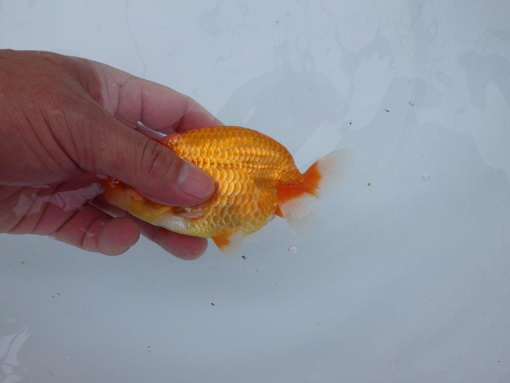 【愛知M 様】すんなりした魚で成長が楽しみな当 歳らんちゅう 約13,5㎝性別不明