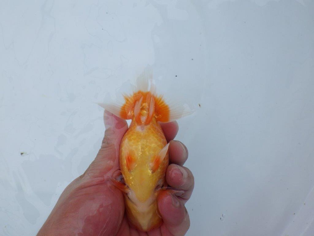 【愛知M 様】すんなりした魚で成長が楽しみな当 歳らんちゅう 約13,5㎝性別不明