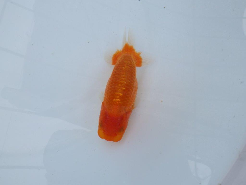 【愛知M 様】すんなりした魚で成長が楽しみな当 歳らんちゅう  約13,5㎝性別不明の上身