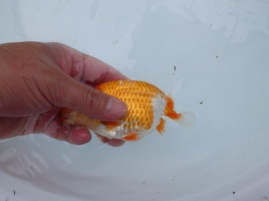 【愛知M 様】飼い込みお勧め!目指せ品評大会!当歳らんちゅう 約13,5㎝性別不明