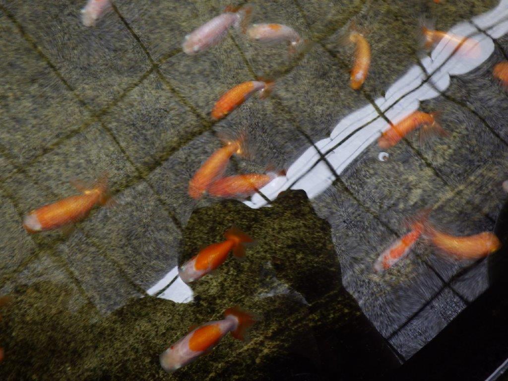 タタキ池で管理してきた当歳らんちゅう１０尾セット　約６ｃｍ～
