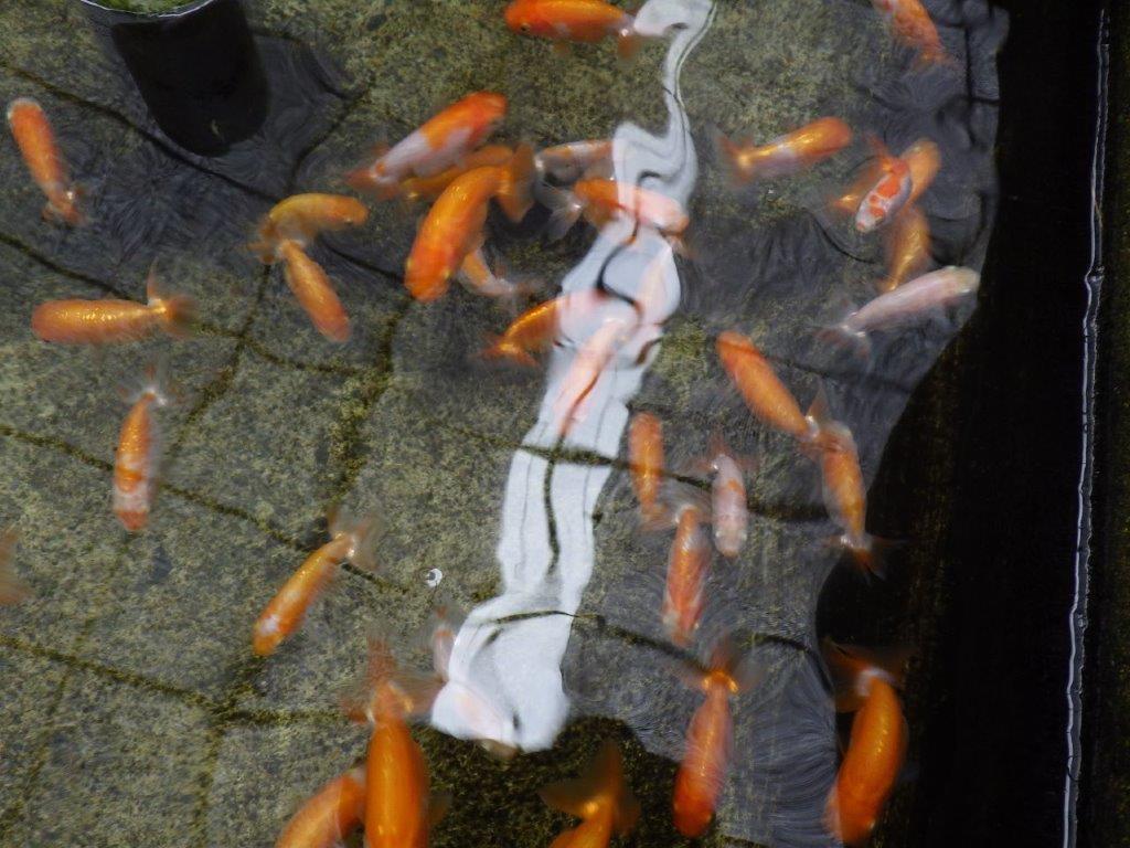 タタキ池で管理してきた当歳らんちゅう１０尾セット　約６ｃｍ～