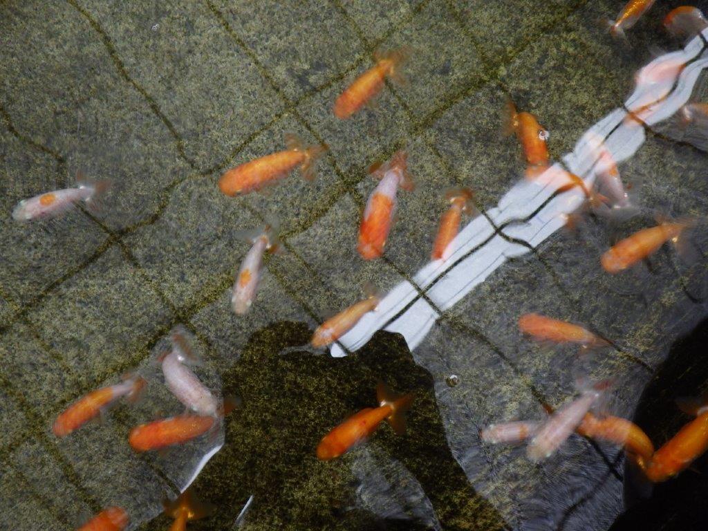 タタキ池で管理してきた当歳らんちゅう１０尾セット　約６ｃｍ～