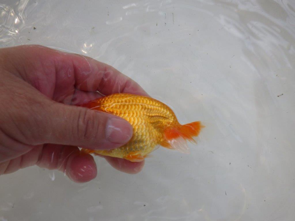 【日らん優等賞獲得ブリーダー】非常に雰囲気が良い!当歳らんちゅう約11,5㎝