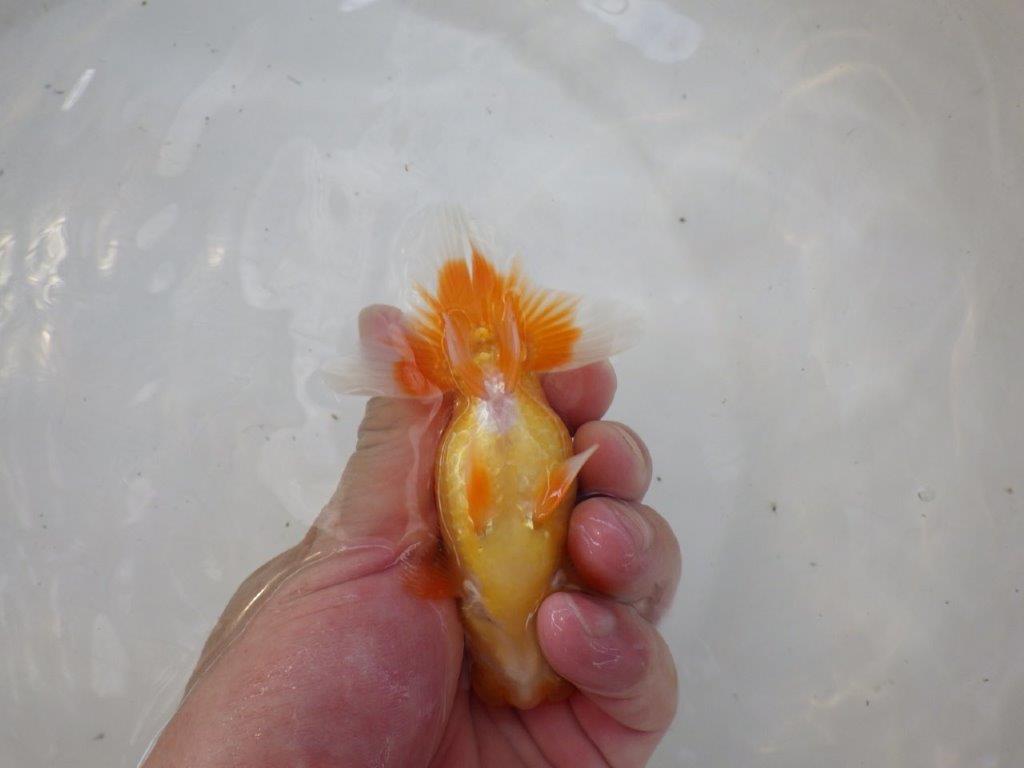 【日らん優等賞獲得ブリーダー】非常に雰囲気が良い!当歳らんちゅう約11,5㎝