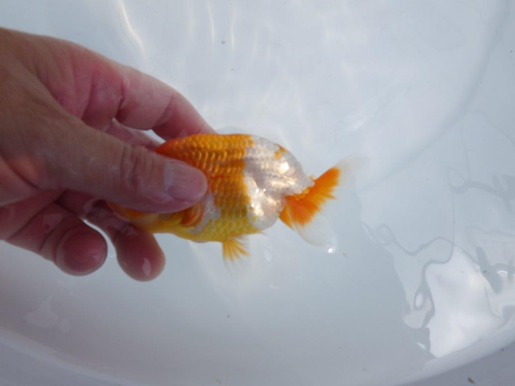 【全国大会東大関獲得ブリーダー 】メリハリの利いた柄でお勧め当歳らんちゅう約12㎝
