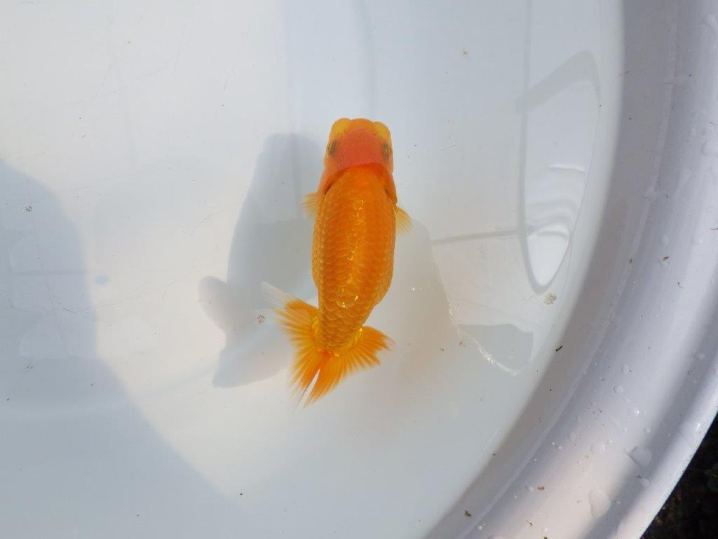 【全国大会東大関獲得ブリーダー 】飼い込みお勧め上質な当歳らんちゅう約13㎝