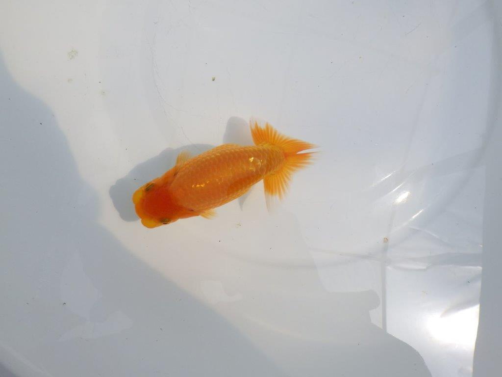【全国大会東大関獲得ブリーダー 】飼い込みお勧め上質な当歳らんちゅう約13㎝