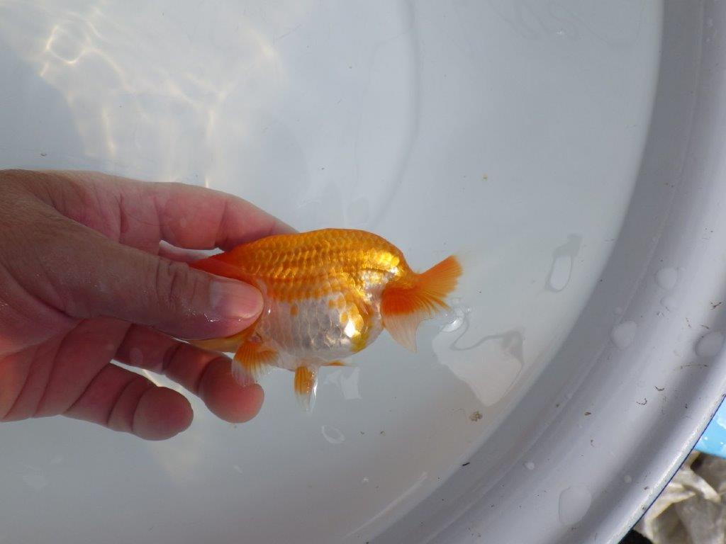 【全国大会東大関獲得ブリーダー 】上見最高!!当歳らんちゅう約12,5㎝
