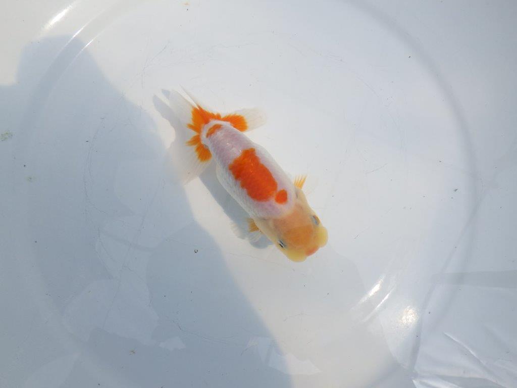 【全国大会東大関獲得ブリーダー 】上からのご鑑賞がお勧め当歳らんちゅう約13㎝